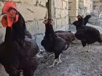 Chickens — عکس 1