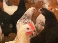 Chickens — foto 2