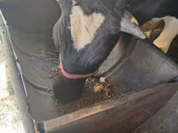 گاو نر, Russian Black pied cattle — عکس 4
