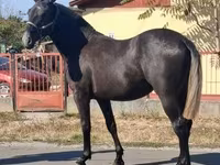 ፈረስ, Lipizzaner — ፎቶ 3