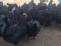Australorp — fotografija 4