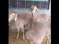 قوچ, گوسفند — عکس 2