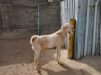 Koza, Kamori goats — zdjęcie 3