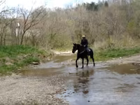 گھوڑی, Percheron — تصویر 5
