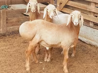 Montone, Arashan sheep — foto 8