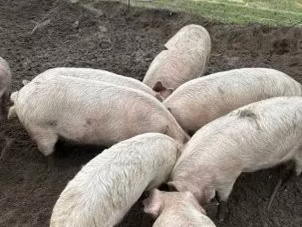 Boar, Pigs — Hungary