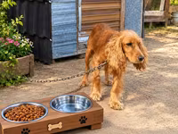 Spaniel erkək 3 yaş təcili satılır. Ünvan Maştağa qəsəbəsi. Real — الصورة 2