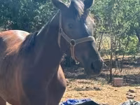 Klisna, Nonius horse — foto 5