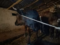วัวตัวเมีย, Swiss cattle — รูปภาพ 7