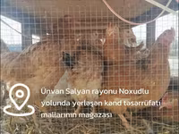Chickens — fotografija 4