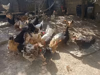 Chickens — عکس 2