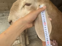 Beran, Arashan sheep — foto 6