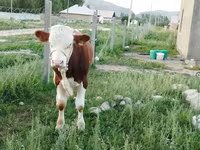 Lembu jantan, Montbéliarde — foto 7