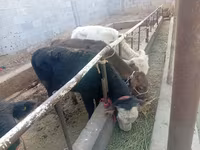 گاو نر, گاو — عکس 6