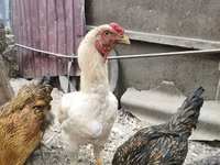 Chickens — foto 1