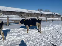 Lembu betina, Russian Black pied cattle — foto 1