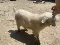 Kambing betina, Angora goats — foto 2