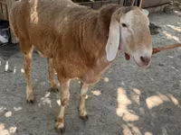 قوچ, Rhon sheep — عکس 2