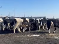 Vaca, Raza Holstein — foto 1