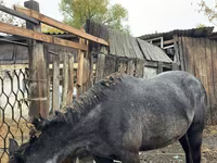 Jument, Chevaux — photo 1