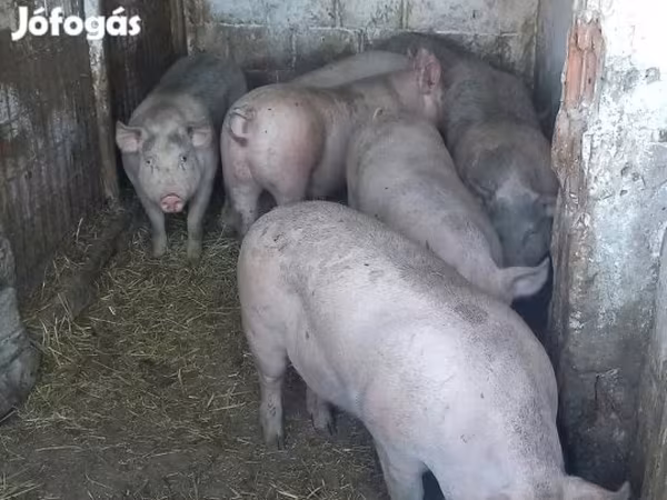 Säue, Schweine