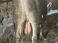 Bika, Swiss cattle — 2. fotó