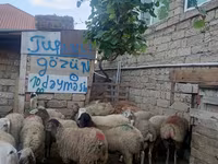 قوچ, گوسفند — عکس 3