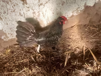 Japanski bantam — fotografija 2