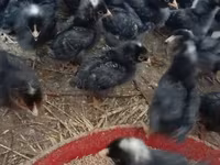 Chickens — ፎቶ 6