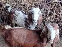 Cabra, Beetal goats — foto 2