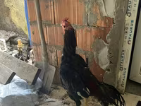 Chickens — foto 2