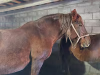Caballo, Vladimir heavy draft — foto 3