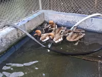 Ducks — 2-rasm