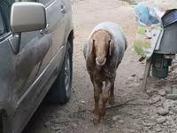 Beran, Hissar sheep — foto 1
