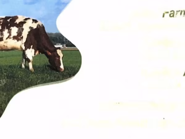 公牛, Holstein breed