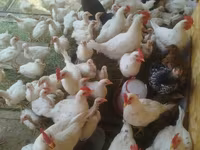 Chickens — foto 2