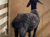Хуц, Arashan sheep — 3 зураг
