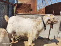 بز ماده, Saanen goat — عکس 2