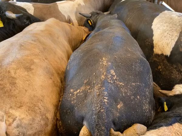 Toro, Ganado vacuno