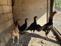 Chickens — รูปภาพ 1