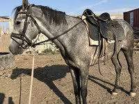 Άλογο, Orlov Trotter — φωτογραφία 1