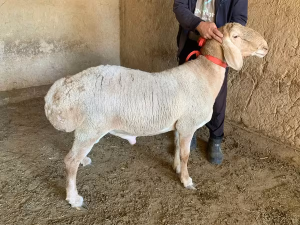 Montone, Arashan sheep