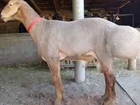 قوچ, Edilbay sheep — عکس 1