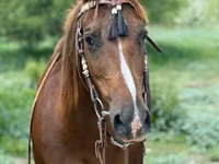 母马, Quarter Horse — 照片 8