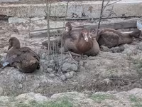 Gangsa — foto 3