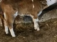 Dibi, Simmental cattle — sawirka 1
