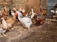 Chickens — 写真 3