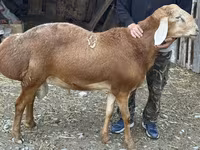 숫양, Rhon sheep — 사진 1