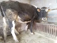 Vacă, Latvian Blue cattle — foto 2