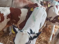 Skot (série, pohlaví neuvedeno), Simmental cattle — foto 1